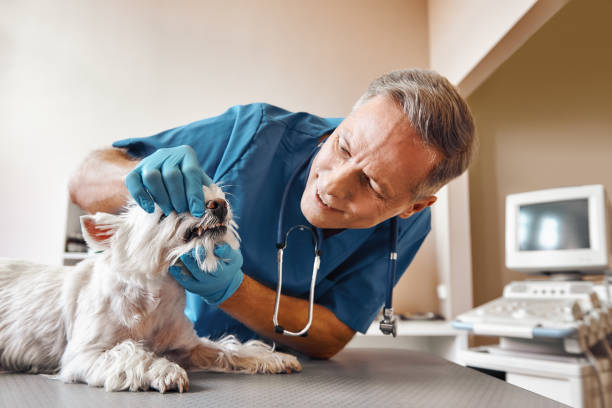 Best Emergency Root Canal Treatment in Chelan, WA